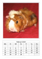 Februar_Meerschweinchen.pdf